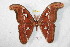  (Attacus selayarensis - BC-RBP 8478)  @14 [ ] Copyright (2014) Ron Brechlin Research Collection of Ron Brechlin