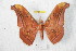  (Antheraea selayarensis - BC-RBP 8479)  @13 [ ] Copyright (2014) Ron Brechlin Research Collection of Ron Brechlin