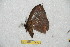  (Janiodes dogputumayona - BC-RBP 10662)  @11 [ ] Copyright (2017) Ron Brechlin Research Collection of Ron Brechlin