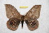  (Leucanella santamartensis - BC-RBP 11939)  @11 [ ] copyright (2020) Ron Brechlin Research Collection of Ron Brechlin