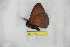  (Janiodes ecputnarino - BC-RBP 10727)  @11 [ ] Copyright (2018) Ron Brechlin Research Collection of Ron Brechlin