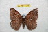  (Janiodes rusrondona - BC-RBP 10768)  @11 [ ] Copyright (2018) Ron Brechlin Research Collection of Ron Brechlin