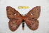  (Cerodirphia zulemae - BC-RBP 10779)  @15 [ ] Copyright (2018) Ron Brechlin Research Collection of Ron Brechlin