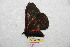  (Rhodirphia winbrechlini - BC-RBP 8651)  @13 [ ] Copyright (2014) Ron Brechlin Research Collection of Ron Brechlin