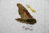  (Rhodoprasina callantha centrovietnama - BC-RBP 9320)  @13 [ ] Copyright (2015) Ron Brechlin Research Collection of Ron Brechlin
