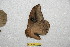  (Leucanella tolimaiana - BC-RBP 12257)  @11 [ ] copyright (2021) Ron Brechlin Research Collection of Ron Brechlin
