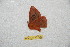  (Hylesia darjardina - BC-RBP 12278)  @11 [ ] copyright (2021) Ron Brechlin Research Collection of Ron Brechlin