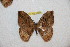  (Janiodes lavinzana - BC-RBP 12324)  @11 [ ] copyright (2021) Ron Brechlin Research Collection of Ron Brechlin