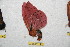 (Cerodirphia limabambana - BC-RBP 11068)  @11 [ ] Copyright (2018) Ron Brechlin Research Collection of Ron Brechlin