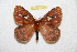  (Cerodirphia motpeggyae - BC-RBP 12349)  @11 [ ] copyright (2022) Ron Brechlin Research Collection of Ron Brechlin