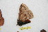  (Pseudodirphia birebongarana - BC-RBP 11097)  @11 [ ] Copyright (2018) Ron Brechlin Research Collection of Ron Brechlin