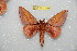  (Adeloneivaia jametensis - BC-RBP 12368)  @11 [ ] copyright (2022) Ron Brechlin Research Collection of Ron Brechlin