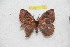  (Janiodes rusputhuilana - BC-RBP 11255)  @11 [ ] Copyright (2018) Ron Brechlin Research Collection of Ron Brechlin