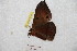  (Automeris juliae - BC-RBP 9744)  @13 [ ] Copyright (2015) Ron Brechlin Research Collection of Ron Brechlin