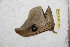  (Leucanella arcoccidentalis - BC-RBP 12519)  @11 [ ] copyright (2022) Ron Brechlin Research Collection of Ron Brechlin