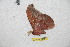  (Copaxa niepelti - BC-RBP 12623)  @11 [ ] copyright (2022) Ron Brechlin Research Collection of Ron Brechlin