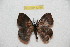  ( - BC-RBP 12790)  @11 [ ] copyright (2023) Ron Brechlin Research Collection of Ron Brechlin