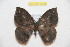  (Janiodes dogcaliana - BC-RBP 12798)  @11 [ ] copyright (2023) Ron Brechlin Research Collection of Ron Brechlin