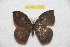  (Janiodes dogfranciscona - BC-RBP 10286)  @13 [ ] Copyright (2016) Ron Brechlin Research Collection of Ron Brechlin