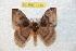  (Hylesia annulata annulata - BC-RBP 7715)  @14 [ ] Copyright (2013) Ron Brechlin coll. Ron Brechlin, Pasewalk
