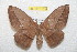  (Lonomia rubroguyana - BC-RBP 11616)  @14 [ ] Copyright (2020) Ron Brechlin Research Collection of Ron Brechlin