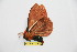  (Cerodirphia mothuilana - BC-RBP 11660)  @11 [ ] Copyright (2020) Ron Brechlin Research Collection of Ron Brechlin