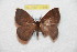  (Janiodes rustogui - BC-RBP 11699)  @11 [ ] Copyright (2020) Ron Brechlin Research Collection of Ron Brechlin