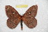  (Cerodirphia panguana - BC-RBP 8079)  @14 [ ] Copyright (2013) Ron Brechlin Research Collection of Ron Brechlin