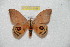  (Hyperchiria cuscoincisoides - BC-RBP 8088)  @13 [ ] Copyright (2013) Ron Brechlin Research Collection of Ron Brechlin