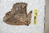  (Periga angcaucana - BC-RBP 11768)  @11 [ ] Copyright (2020) Ron Brechlin Research Collection of Ron Brechlin