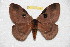  (Dirphia panguana - BC-RBP 8113)  @13 [ ] Copyright (2013) Ron Brechlin Research Collection of Ron Brechlin