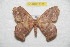  (Periga angpanguana - BC-RBP 8185)  @13 [ ] Copyright (2013) Ron Brechlin Research Collection of Ron Brechlin