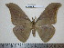  (Antheraea roylii roylii - barcode SNB 0004)  @14 [ ] Copyright (2010) Unspecified Research Collection of Stefan Naumann