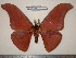  (Antheraea roylii korintjiana - barcode SNB 0015)  @15 [ ] Copyright (2010) Unspecified Research Collection of Stefan Naumann