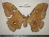  (Antheraea cingalesa - barcode SNB 0026)  @13 [ ] Copyright (2010) Unspecified Research Collection of Stefan Naumann