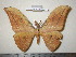  (Antheraea yamamai yamamai - barcode SNB 0028)  @15 [ ] Copyright (2010) Unspecified Research Collection of Stefan Naumann