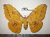  (Antheraea helferi - barcode SNB 0036)  @15 [ ] Copyright (2010) Unspecified Research Collection of Stefan Naumann