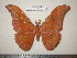  (Antheraea hagedorni - barcode SNB 0047)  @14 [ ] Copyright (2010) Unspecified Research Collection of Stefan Naumann