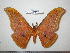  (Antheraea compta - barcode SNB 0070)  @15 [ ] Copyright (2010) Unspecified Research Collection of Stefan Naumann