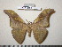  (Antheraea rosieri rosieri - barcode SNB 0087)  @15 [ ] Copyright (2010) Unspecified Research Collection of Stefan Naumann