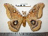  (Antheraea polyphemus oculea - barcode SNB 0090)  @15 [ ] Copyright (2010) Unspecified Research Collection of Stefan Naumann