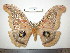  (Antheraea polyphemus tuxtlasensis - barcode SNB 0094)  @13 [ ] Copyright (2010) Unspecified Research Collection of Stefan Naumann