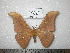  (Antheraea frithi - barcode SNB 0105)  @14 [ ] Copyright (2010) Unspecified Research Collection of Stefan Naumann