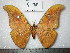  (Antheraea larissoides - barcode SNB 0110)  @15 [ ] Copyright (2010) Unspecified Research Collection of Stefan Naumann