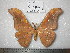  (Antheraea pedunculata - barcode SNB 0120)  @14 [ ] Copyright (2010) Unspecified Research Collection of Stefan Naumann