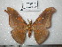  (Antheraea broschi - barcode SNB 0125)  @14 [ ] Copyright (2010) Unspecified Research Collection of Stefan Naumann