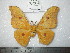  (Antheraea gulata - barcode SNB 0135)  @13 [ ] Copyright (2010) Unspecified Research Collection of Stefan Naumann