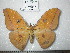  (Antheraea jakli - barcode SNB 0137)  @13 [ ] Copyright (2010) Unspecified Research Collection of Stefan Naumann