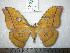  (Antheraea sumbawaensis - barcode SNB 0149)  @14 [ ] Copyright (2010) Unspecified Research Collection of Stefan Naumann