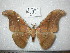  (Antheraea kalabahiensis - barcode SNB 0156)  @11 [ ] Copyright (2010) Unspecified Research Collection of Stefan Naumann